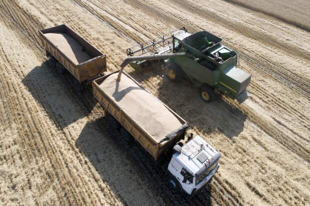 России спрогнозировали снижение урожая ключевой агрокультуры