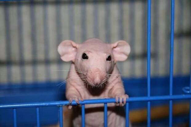 Совсем не похожи на собратьев 16 лысых животных которые готовы вас удивить