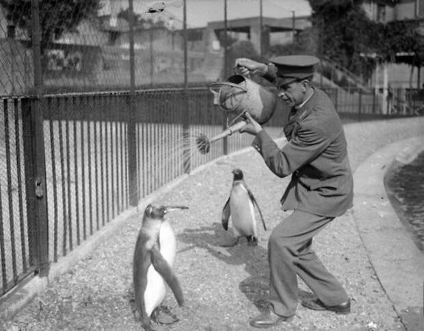 Работник зоопарка устроил душ из лейки для пингвинов (1930) история, ретро, фото, это интересно