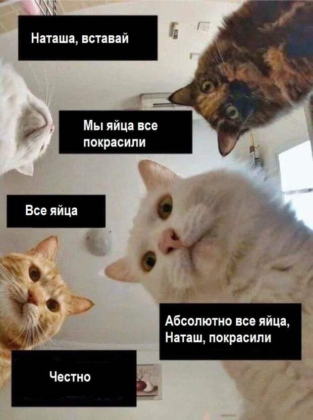 «Наташ, вставай, мы всё уронили»: откуда взялись мемы про Наташу и котов, которые теперь буквально везде