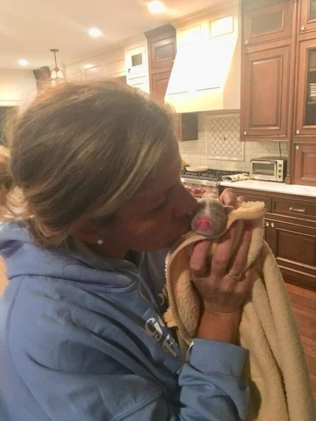 Медсестра Мэри ДеМарко буквально спасла ее животные, заболевание, история, питбуль, собака, спасение, щенок