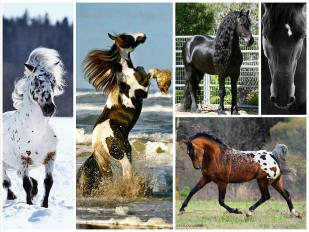 Лошади — единственный вид сельскохозяйственных животных, обладающих очень интенсивным обменом веществ: частота дыхания при нагрузке может возрастать в 10-12 раз, а пульс в 3-4 раза. Все это приводит к высвобождению огромного количества энергии. животные, интересное, кони, красота, лошади, масть, факты, фауна