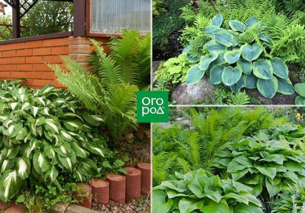 хоста и папоротники