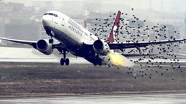 Птицы против самолетов: как лайнеры защищают от пернатых «снарядов»