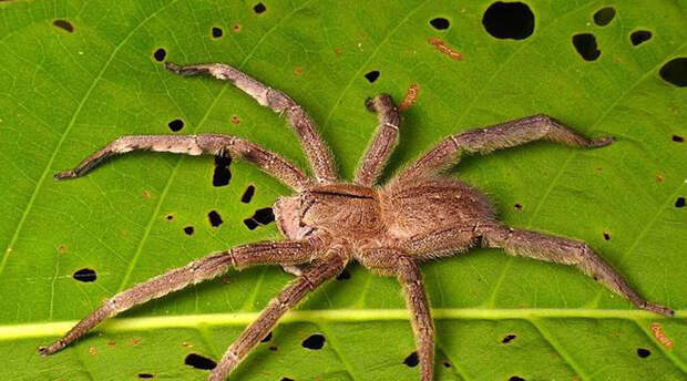 Восьминогий ужас: правда о крупнейших пауках мира