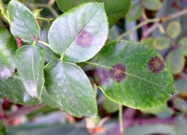roses-diseases