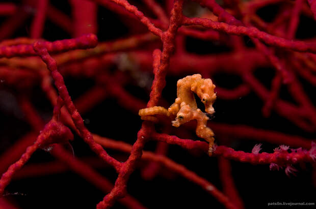 Фотография: Волшебный мир архипелага Раджа Ампат №4 - BigPicture.ru