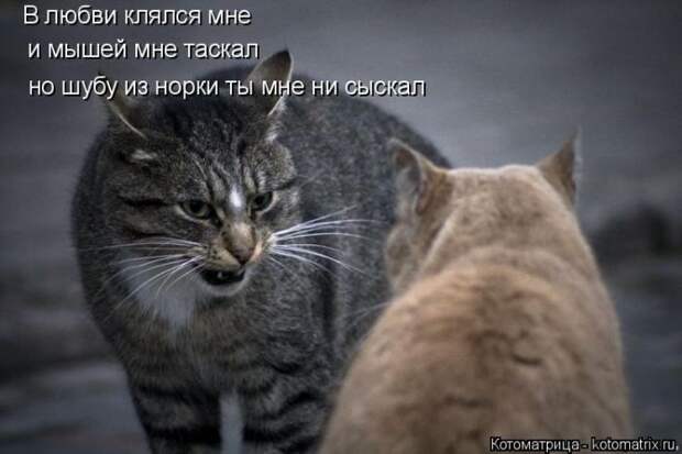 Лучшие котоматрицы недели (50 фото)
