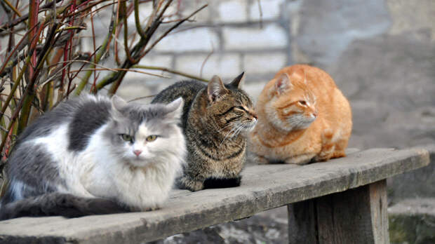 источник фото: photoline.ru