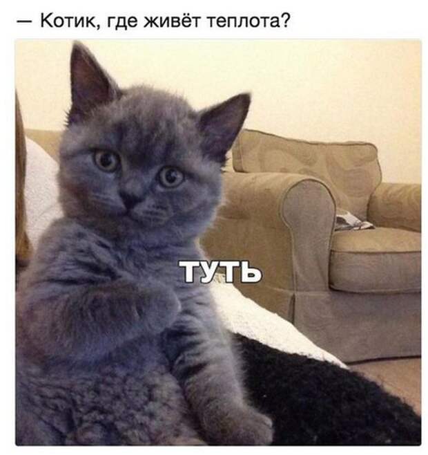 Веселые картинки и прикольные фото с надписями со смыслом (10 фото)