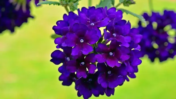 Как нежны виолы лепестки: выбираем садовые цветы по последним модным тенденциям