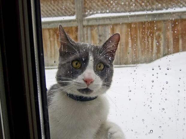 Кошки,которые не любят снег животные, коты, снег, юмор