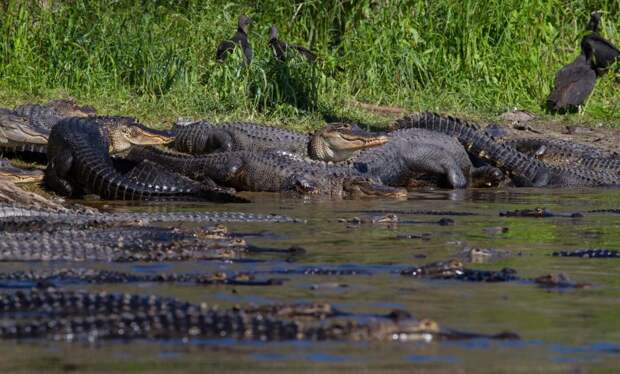 Сотни аллигаторов собирались возле водоема во Флориде
