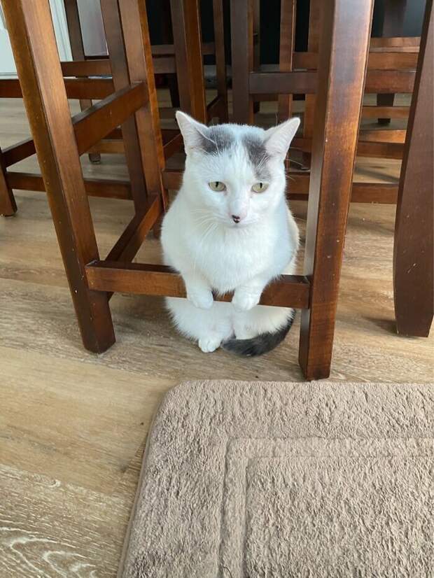 Bigpicture.ru забавных фото с животными, которые гарантированно поднимут вам настроение