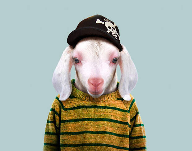Domestic Goat (Kid)