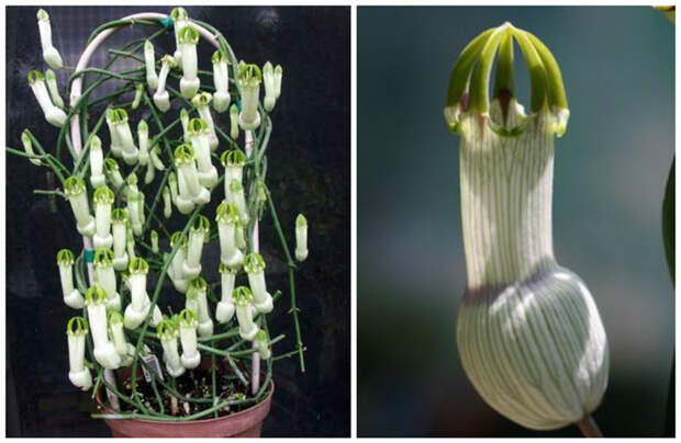 Церопегия (Ceropegia ampliata) красота, особенные, природа, растения, флора, цветы