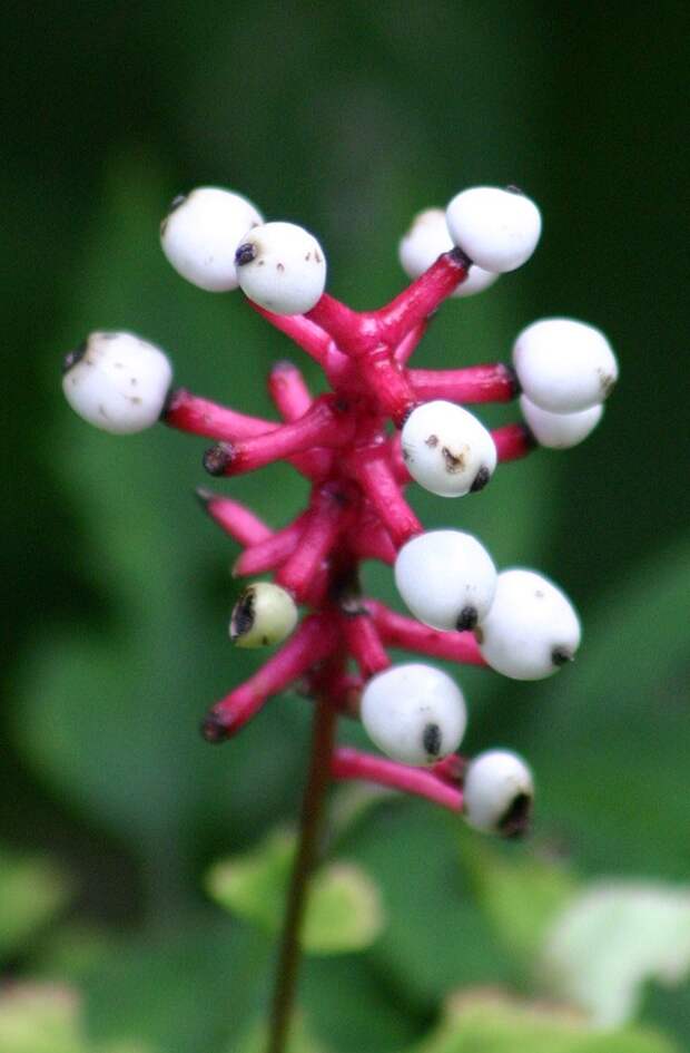 creepyplants07 Самые жуткие растения