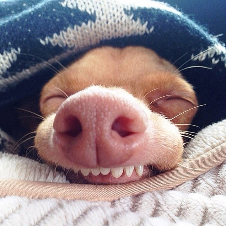 Топ 10 самых популярных животных в Instagram famousanimals01 Топ 10 самых популярных животных в Instagram