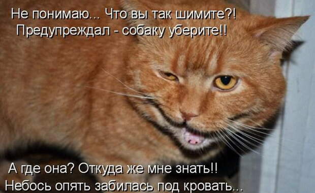 Лучшие котоматрицы недели Лучшие котоматрицы недели