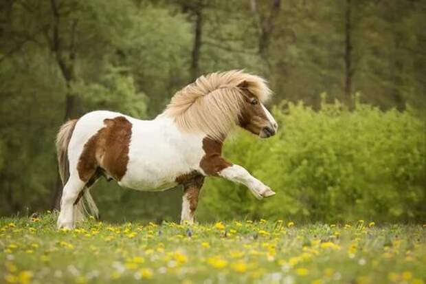 Обои цветы, природа, луг, пони, лошадка, flowers, nature, meadow, pony