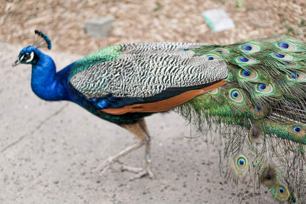 San Diego Zoo Spring 2016-19.jpg