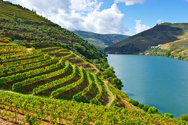 Виноградники в долине реки Дору, Португалия