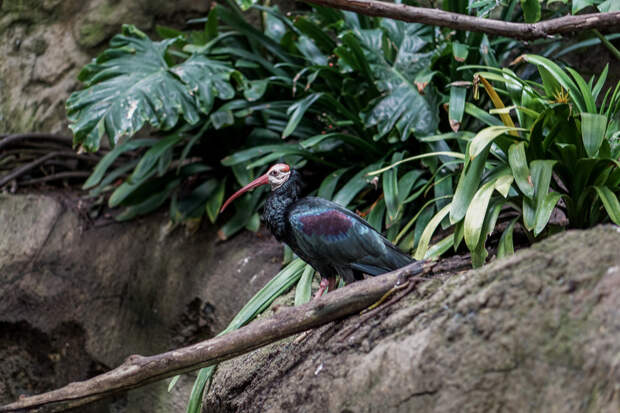 San Diego Zoo Spring 2016-6.jpg