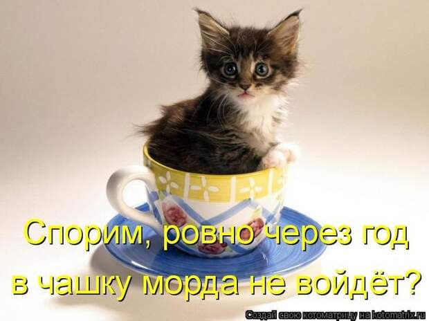 Котоматрицы