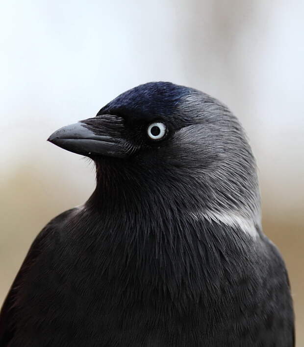 Галки Corvus monedula — самые мелкие птицы из семейства вороновых. галка, животные, интересно знать, факты