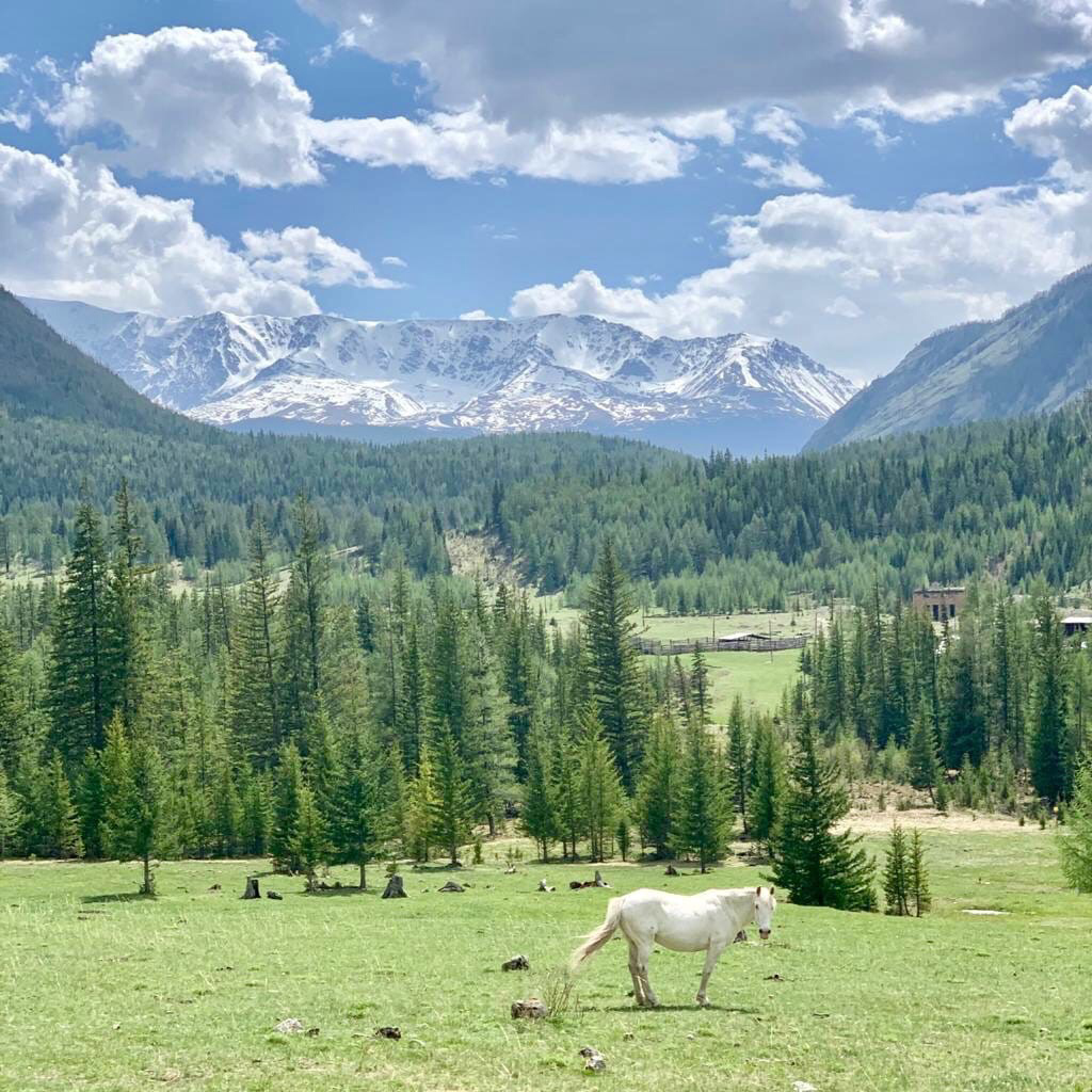 Путешествие на Алтай - обзор