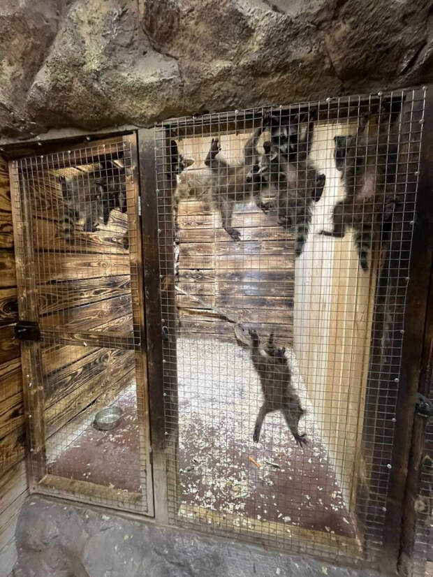 Истощенным енотикам в Анапе помогают ветеринары: фотоживодеров ждет наказание