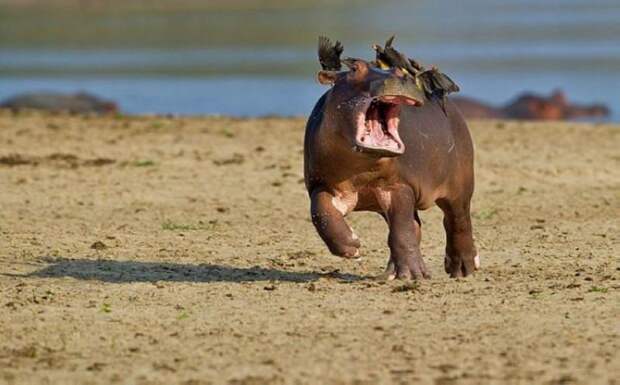 30 веселых фотографий с животными 30 веселых фотографий с животными