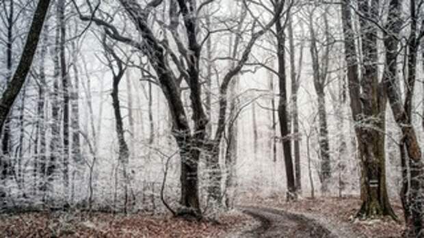 Деревья в парке / Фото иллюстративное: unsplash.com