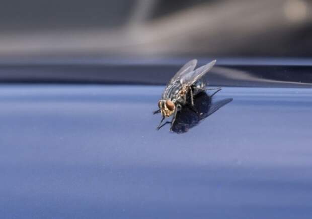 Когда скорость автомобиля составляет 120 км/ч, почему муха в автомобиле не попадает в заднее стекло?