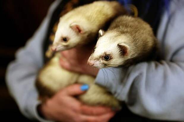 В США собака давали наркотики и приучали хорьков пить алкоголь