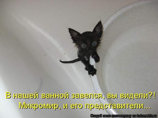 Котоматрица - Микромир, и его представители... В нашей ванной завелся, вы видели?!
