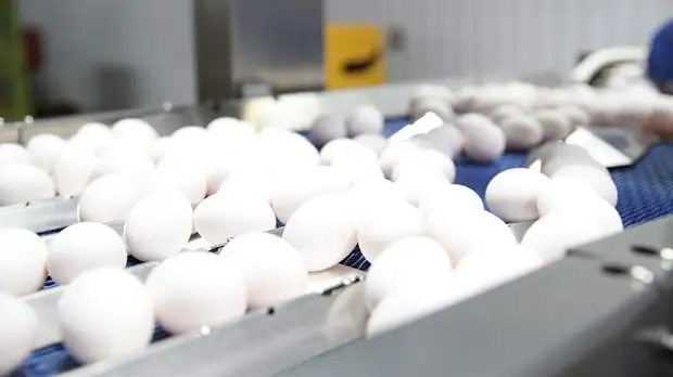 Врач предупредила об опасности употребления яиц в большом количестве