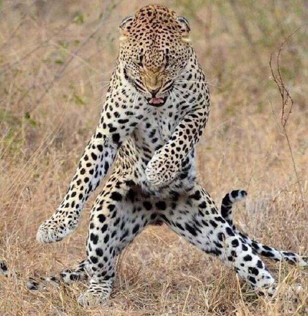Леопарды — прекрасные танцоры.