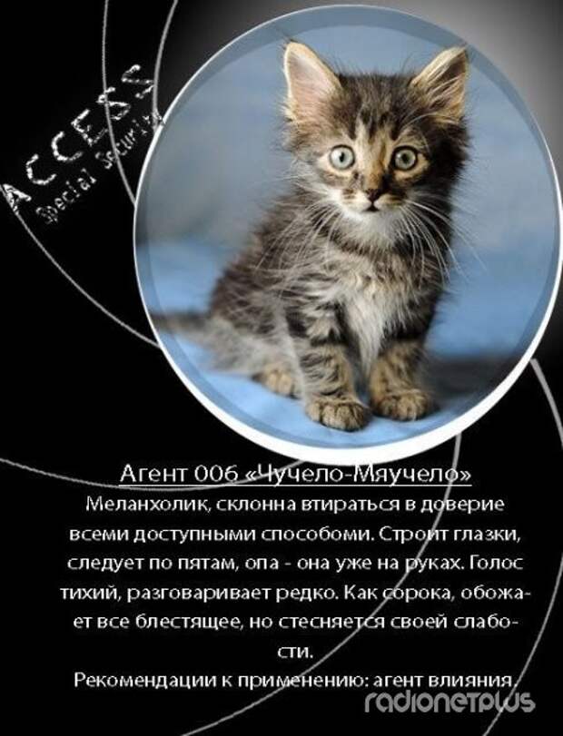 Красивое Объявление О Продаже Котят