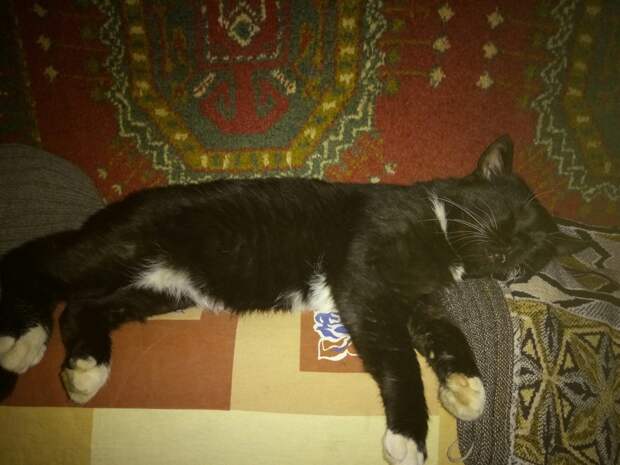 помощь котам кот спит