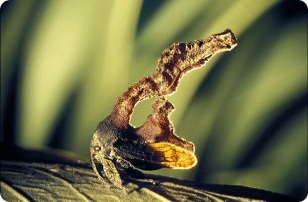 Бразильская горбатка- Bocydium globulare