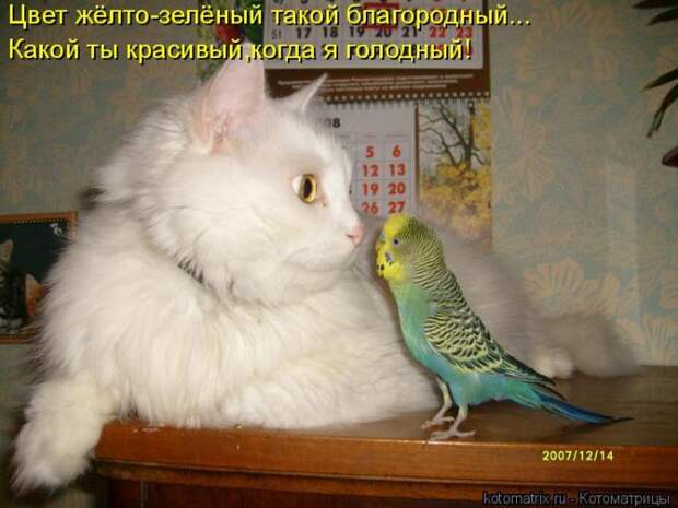 Лучшие котоматрицы недели (50 фото)