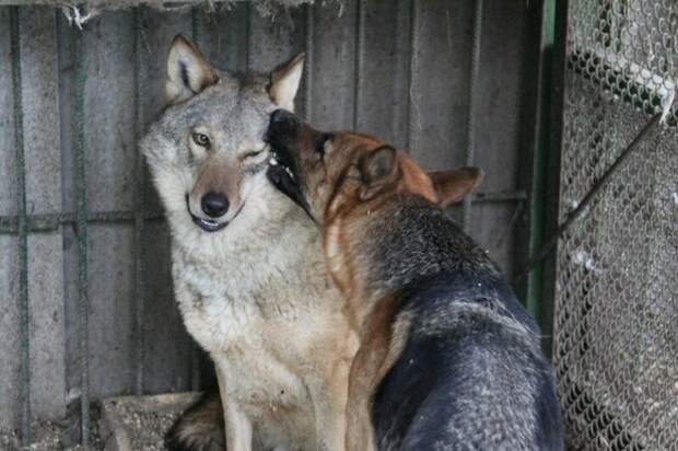 Настоящая дружба волка и немецкой овчарки