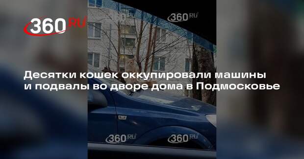 Жители Яхромы пожаловались на десятки бездомных кошек, царапающих машины