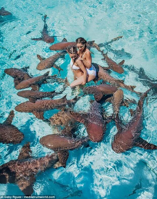 Модели устроили фотосессию с акулами акулы, акулы-няньки, багамы, модели, необычный случай, рекламная съемка, съемка с акулами, фотосессия