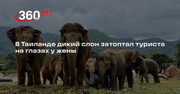 В Таиланде дикий слон затоптал туриста на глазах у жены