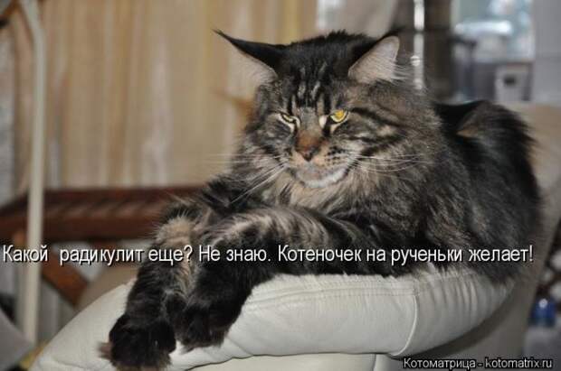 Лучшие котоматрицы недели Лучшие котоматрицы недели