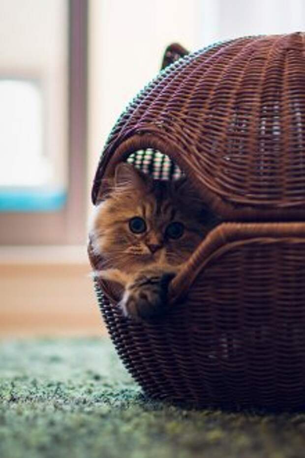 Плетеный домик для кошки