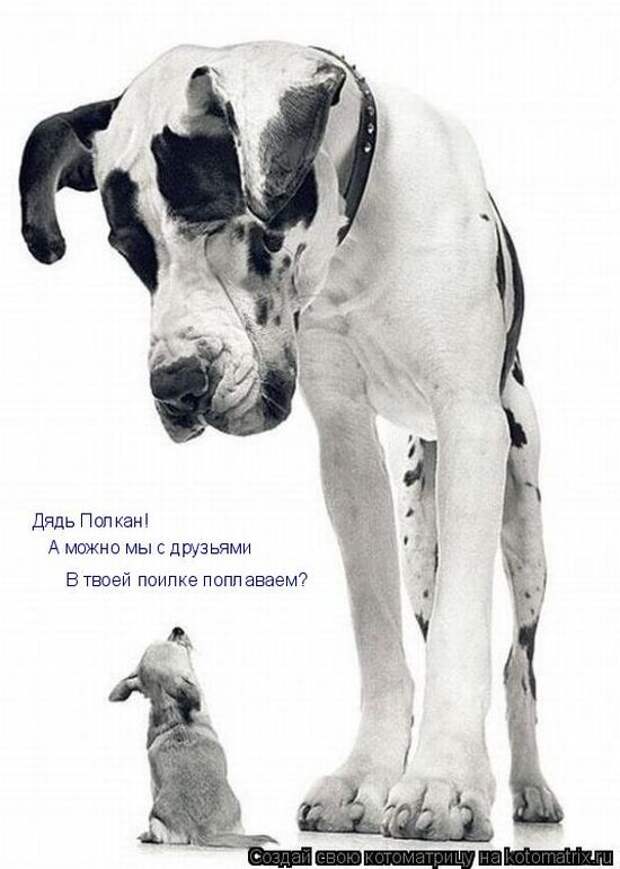 Забавные животные (50 фото)