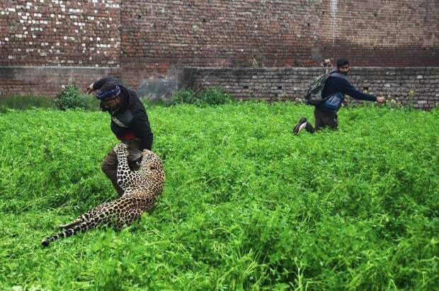 город Джаландхар и дикий леопард вызвавший панику в нем